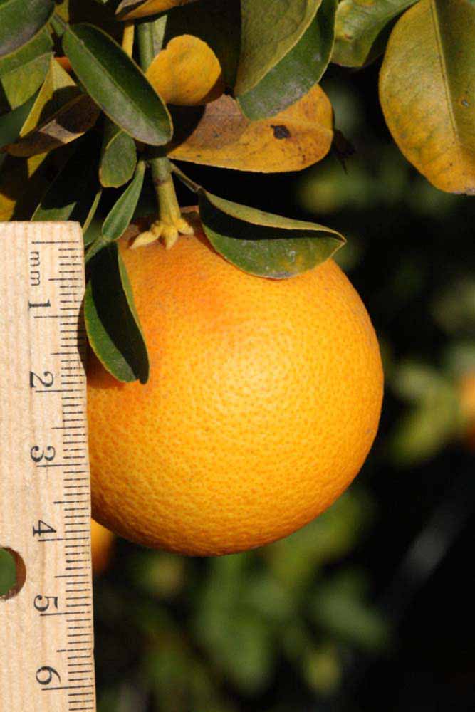              Fruit (Riverside, CA)       